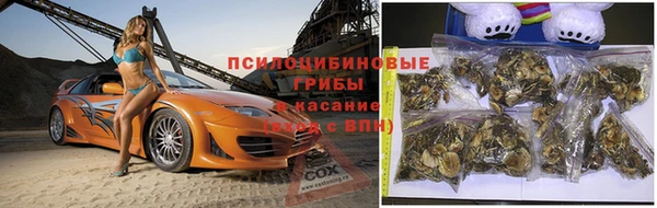 индика Аркадак